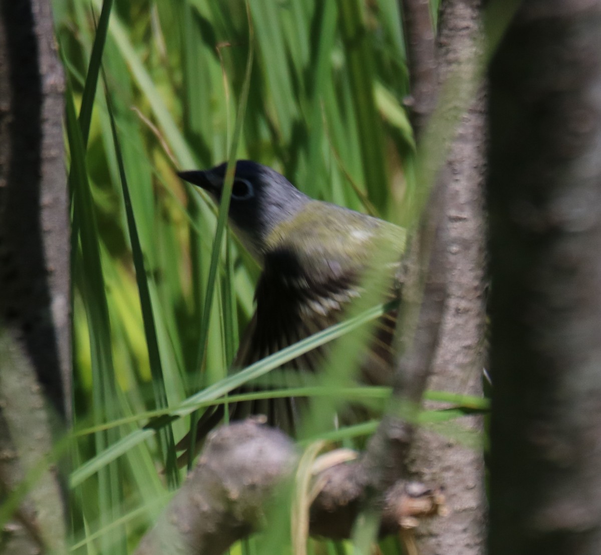 Blue-headed Vireo - Kelly Krechmer