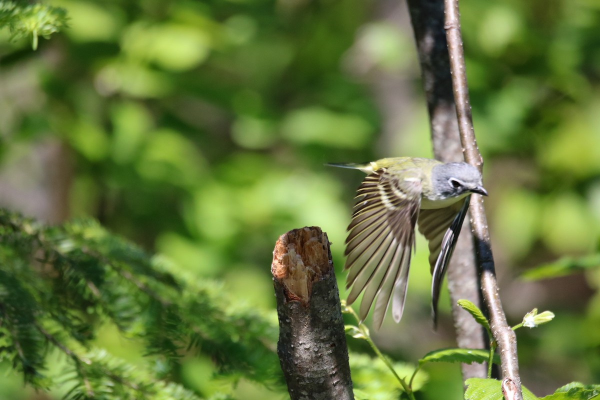 Blue-headed Vireo - Kelly Krechmer