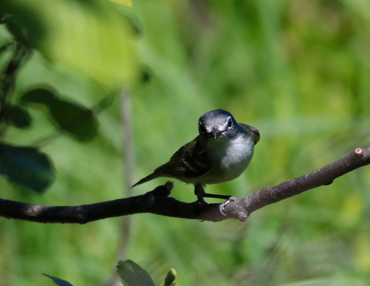 Mavi Başlı Vireo - ML459318401