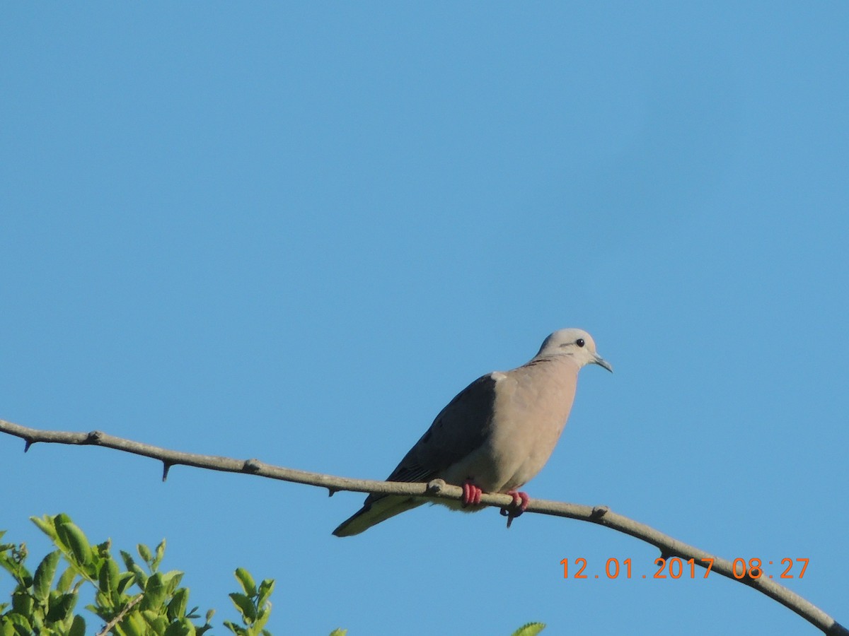 Eared Dove - ML45931851