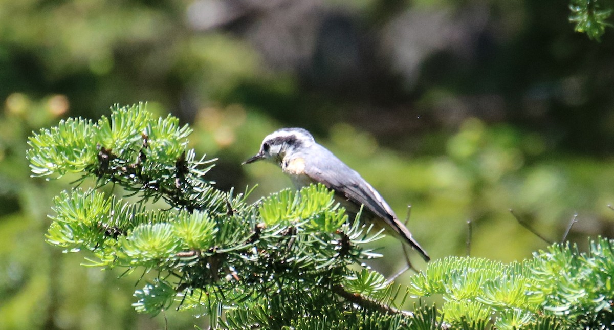 Red-breasted Nuthatch - Kelly Krechmer