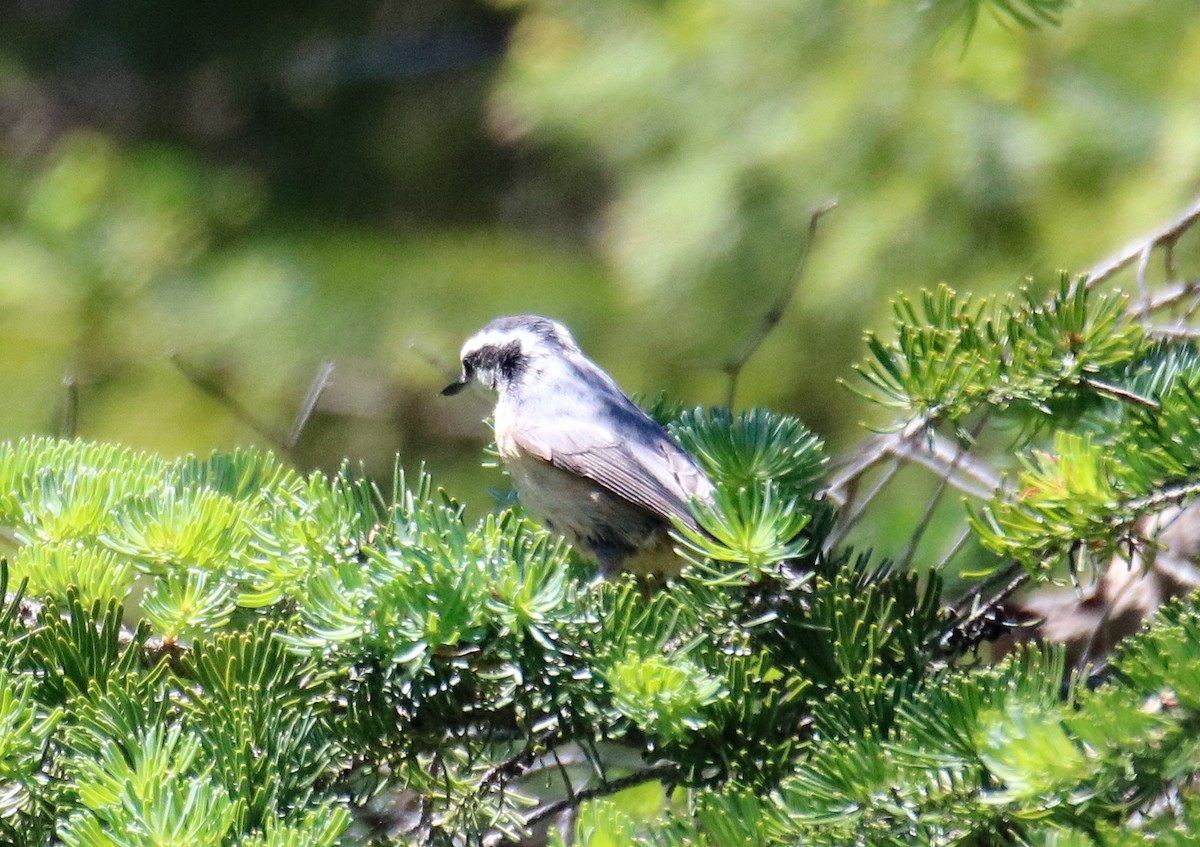 Red-breasted Nuthatch - Kelly Krechmer