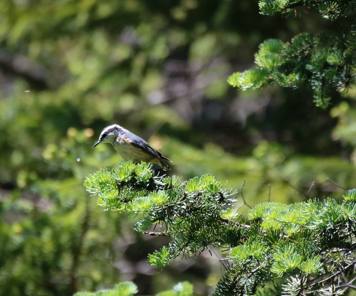 Red-breasted Nuthatch - ML459318551