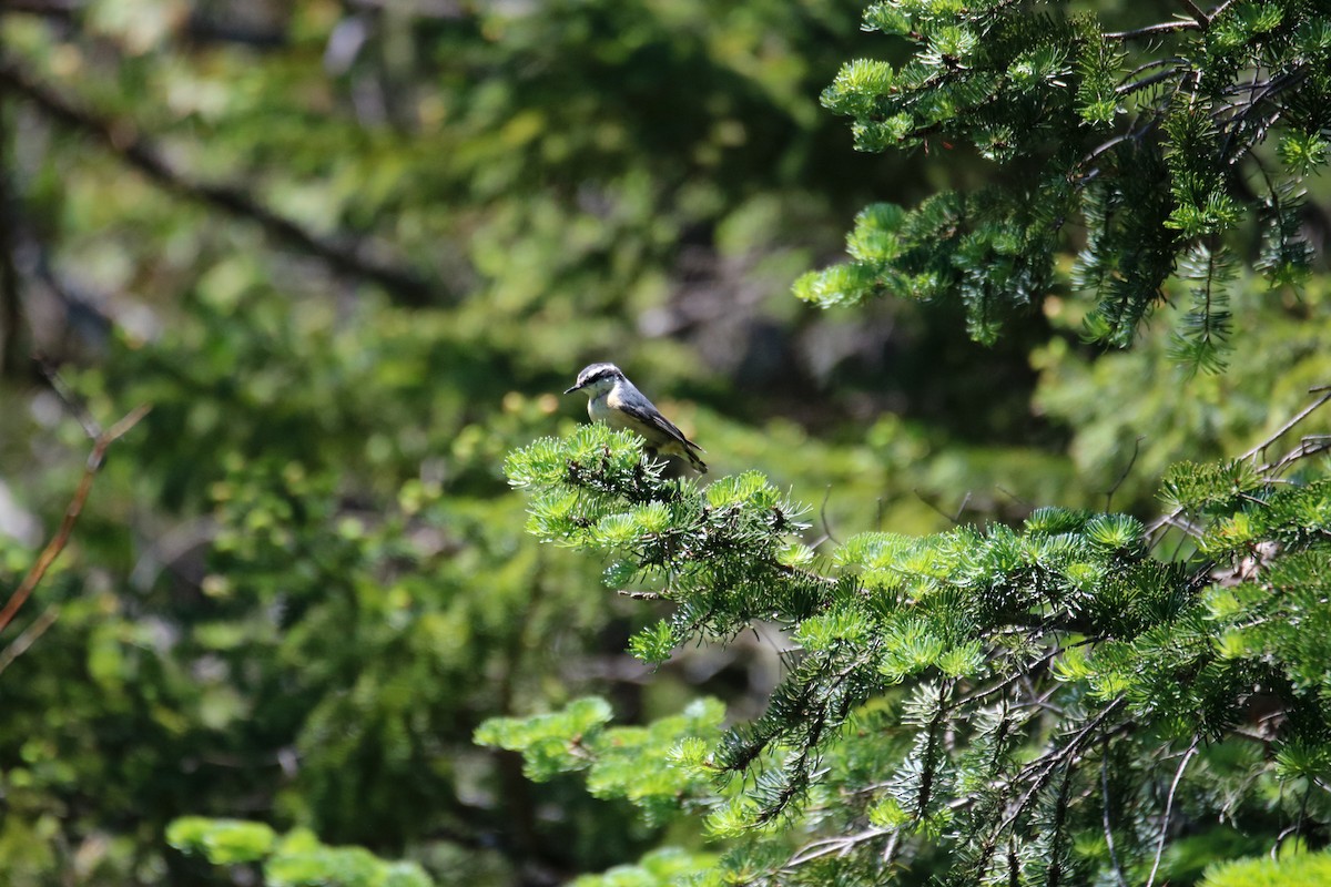 Red-breasted Nuthatch - ML459318561