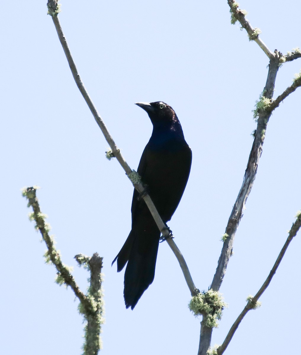 Common Grackle (Bronzed) - ML459318681