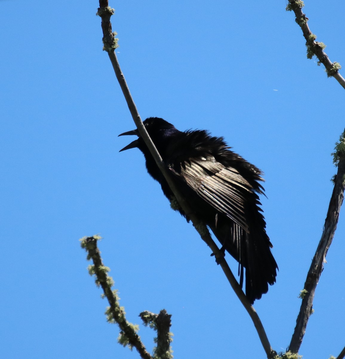 vlhovec lesklý (ssp. versicolor) - ML459318691