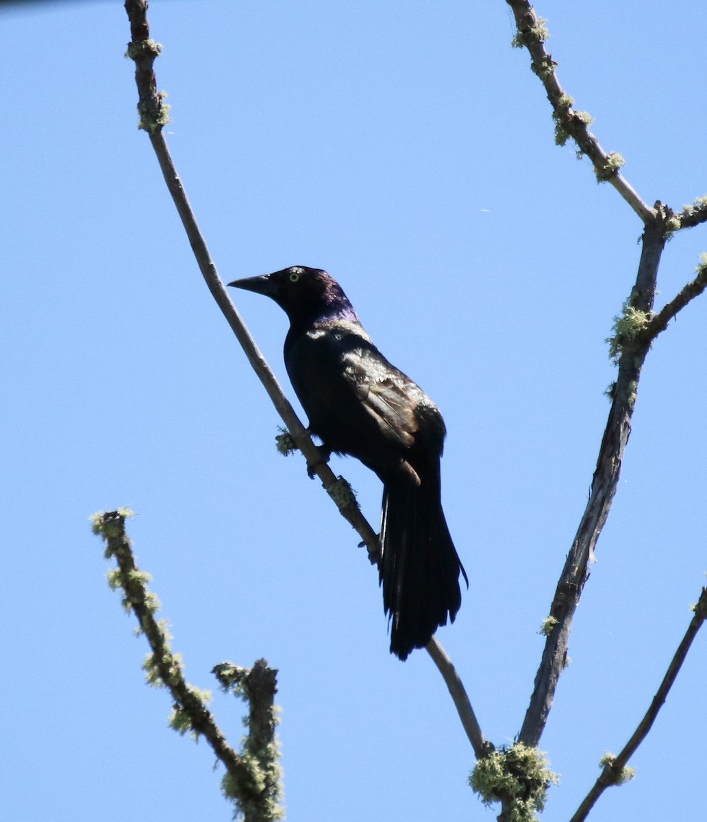 Common Grackle (Bronzed) - Kelly Krechmer