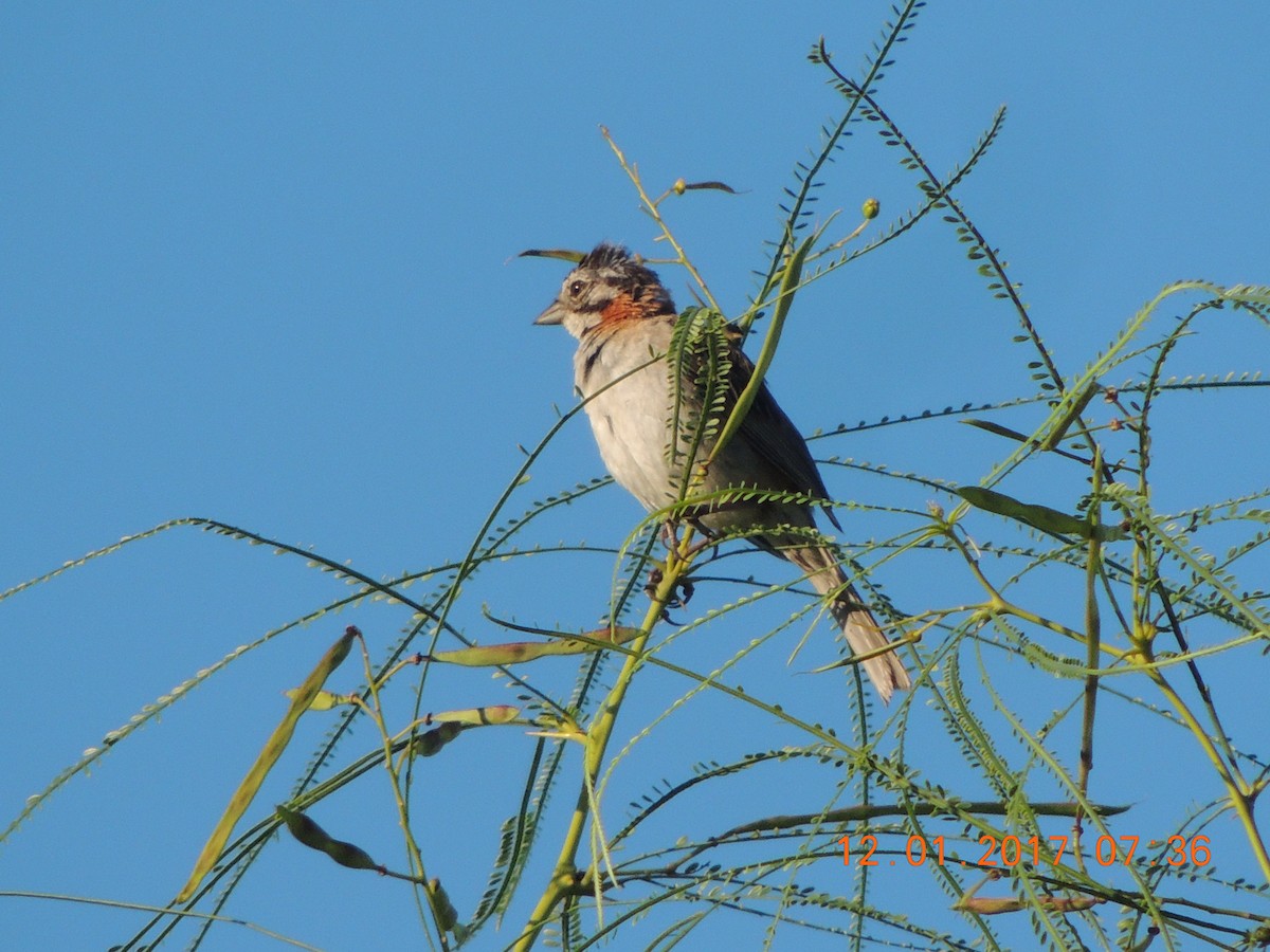 Rufous-collared Sparrow - ML45931961