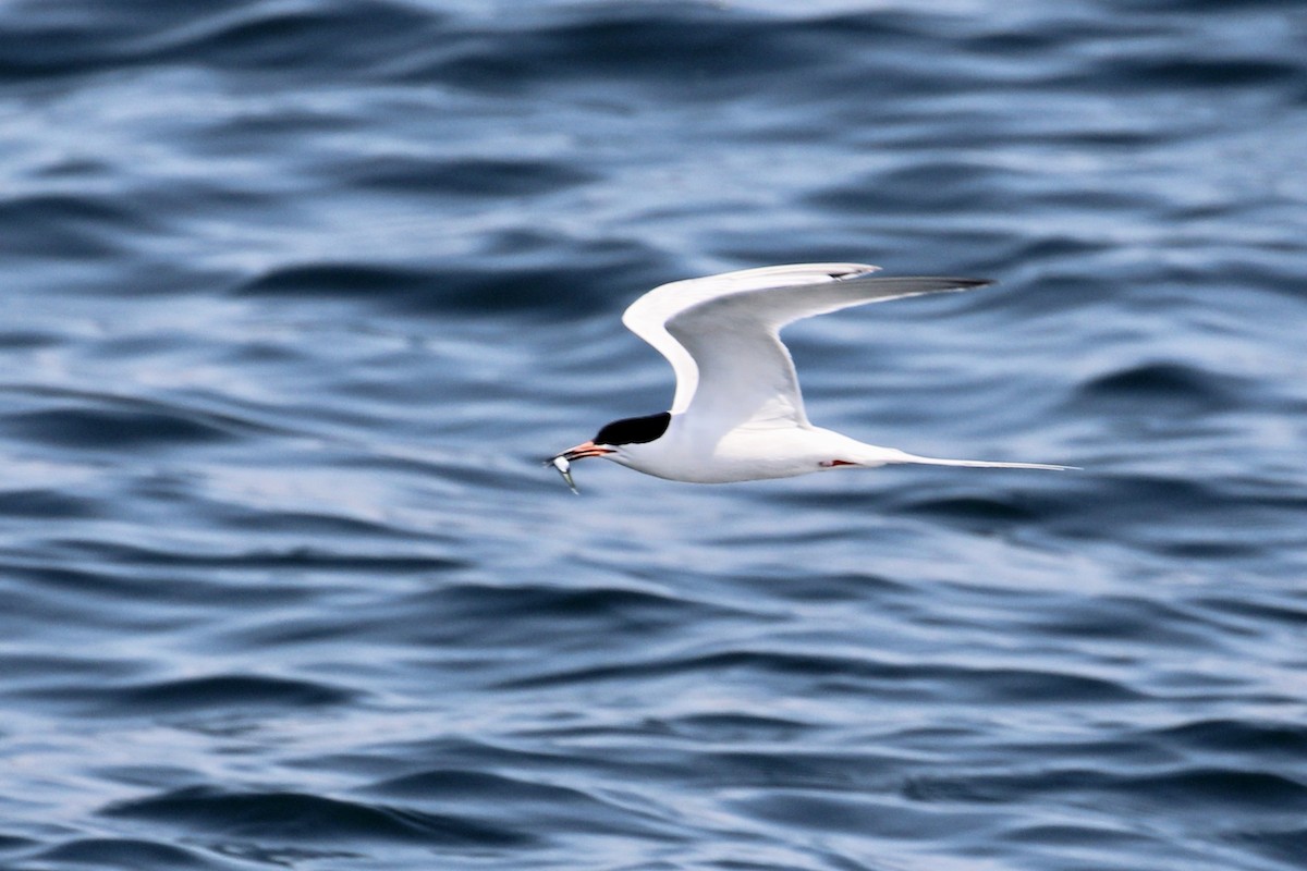 Roseate Tern - ML459321261