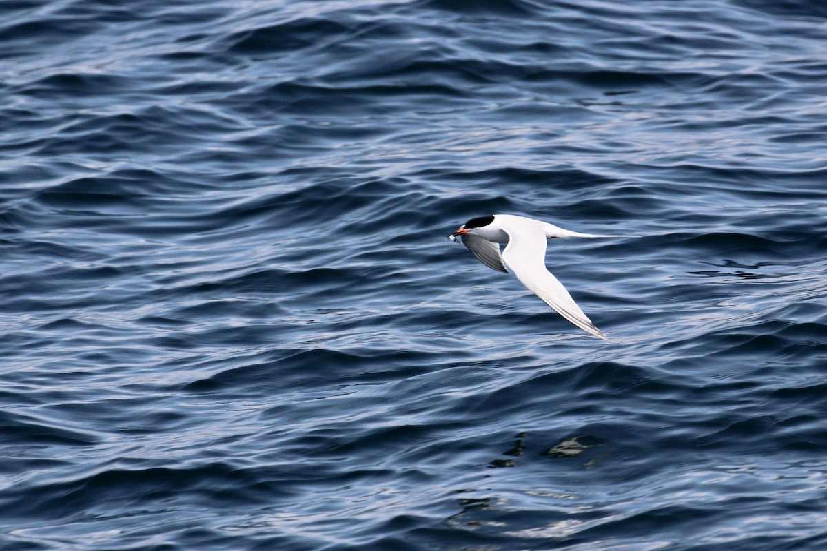 Roseate Tern - ML459321291