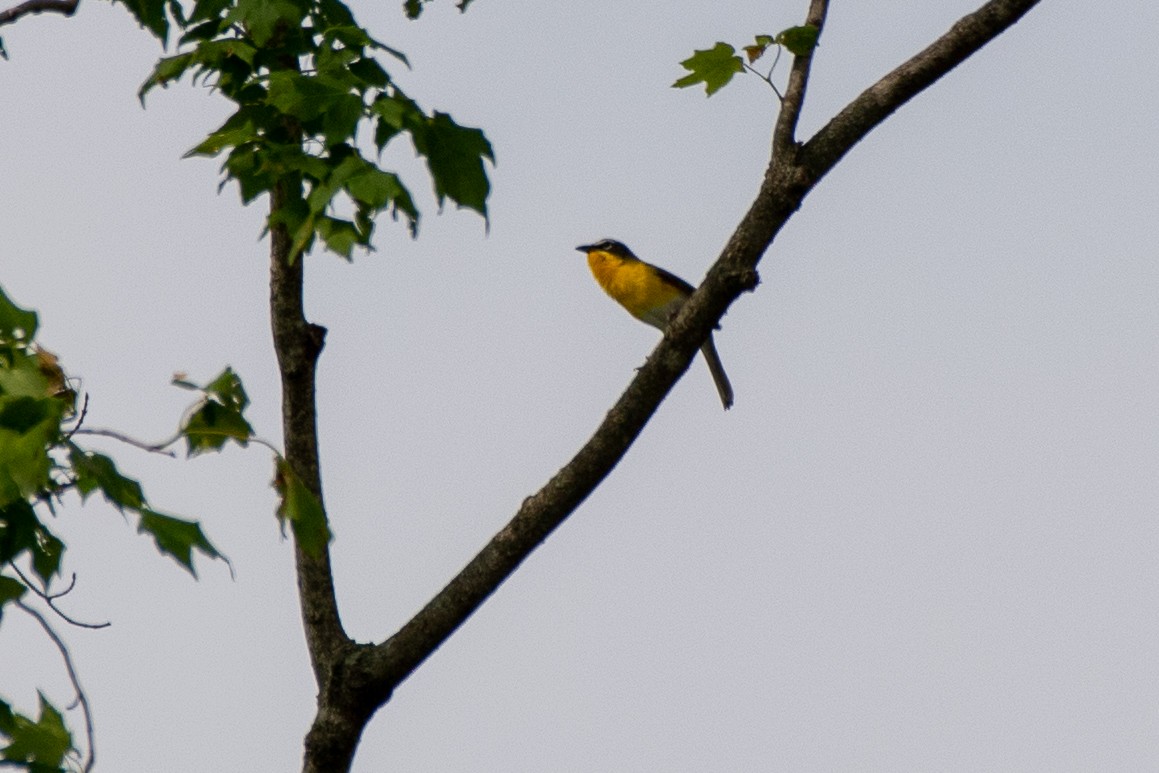 Yellow-breasted Chat - ML459321651