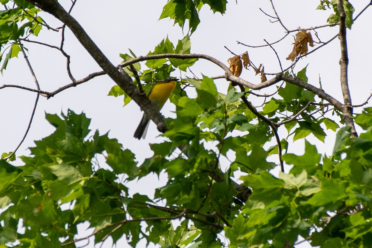 Yellow-breasted Chat - ML459321701