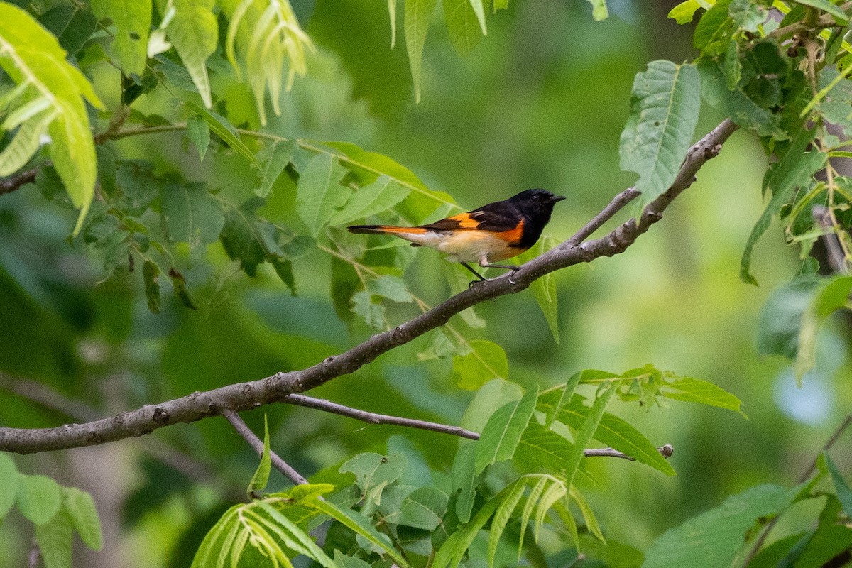 American Redstart - ML459321901