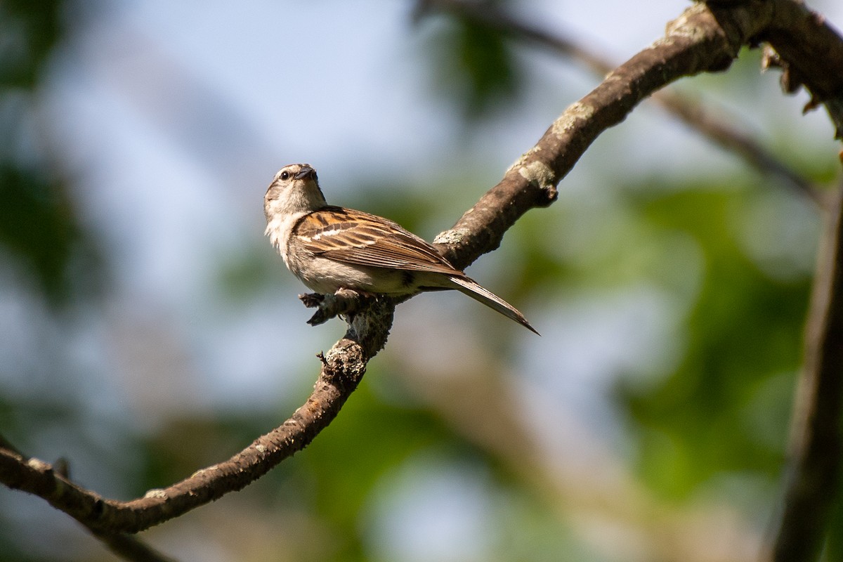 Chipping Sparrow - ML459322011