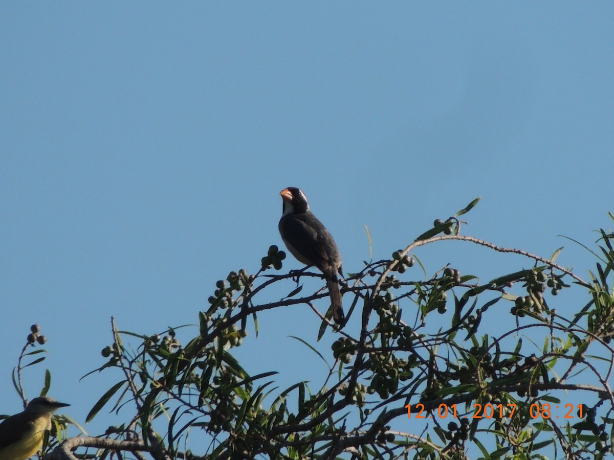 Golden-billed Saltator - ML45932341