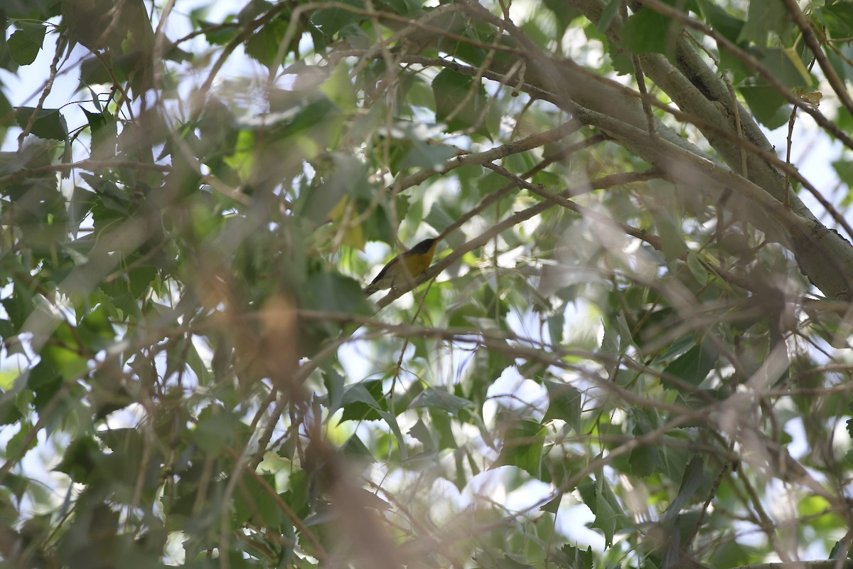 Tropical Parula - Bayard Nicklow