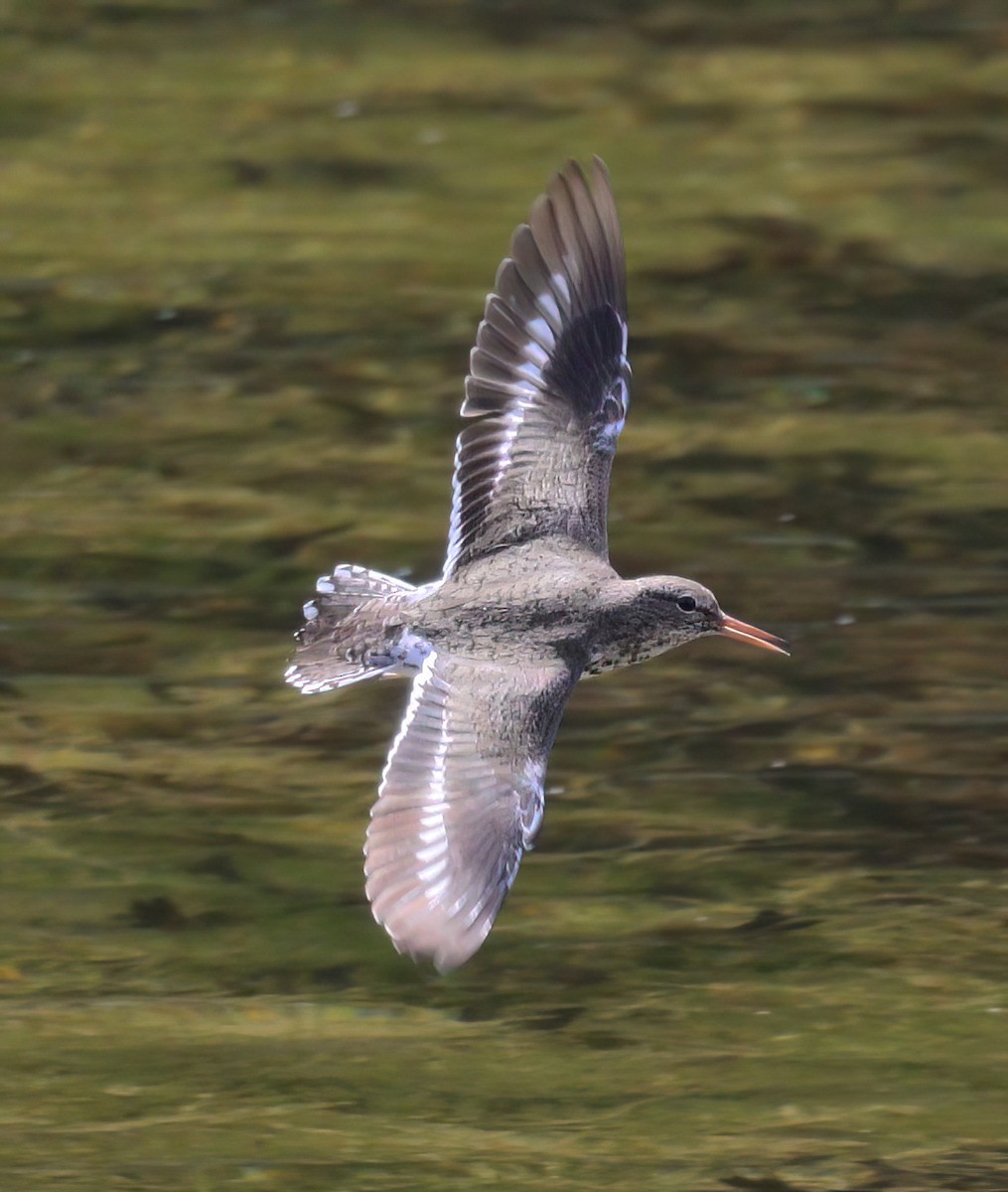 Spotted Sandpiper - Charlotte Byers