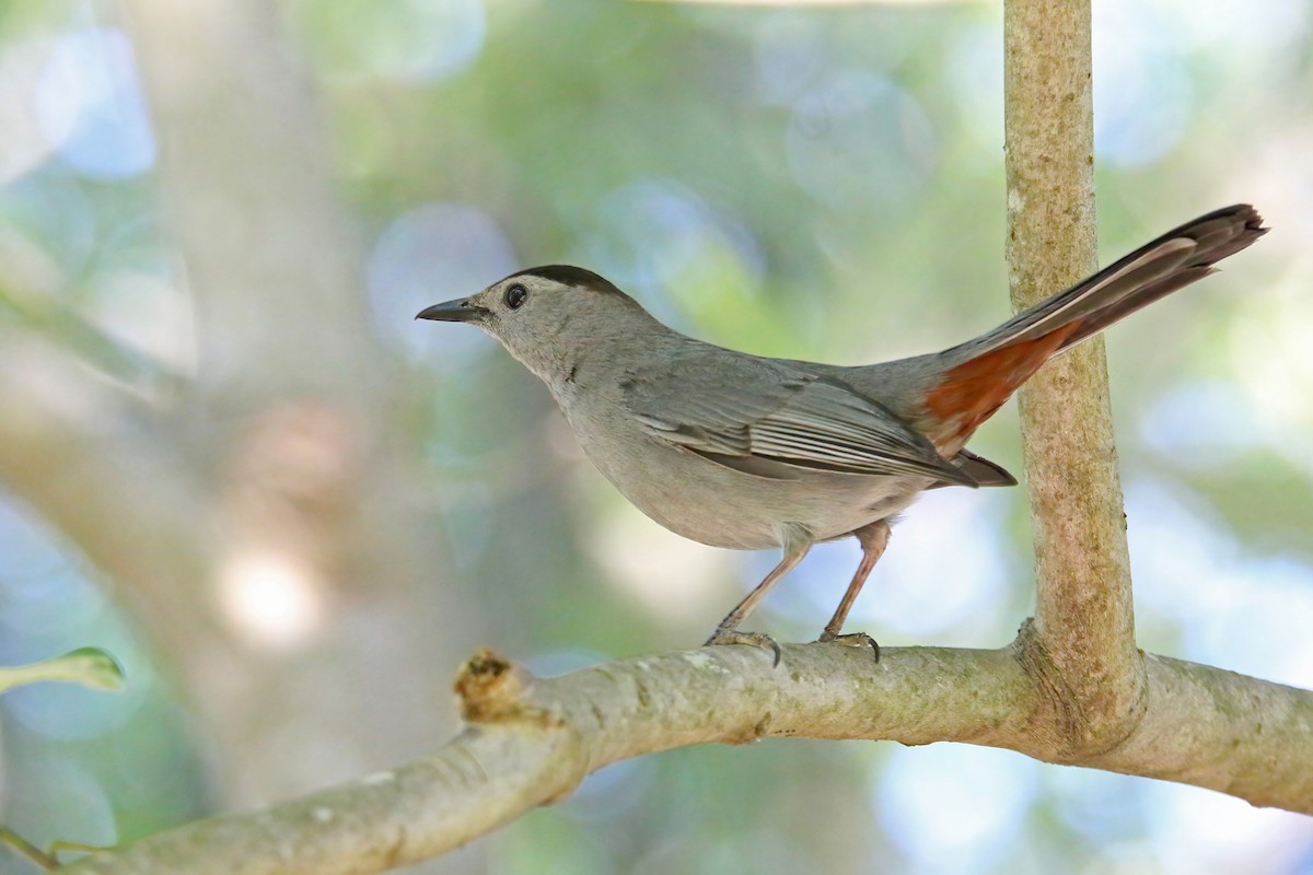 Gray Catbird - ML459324421