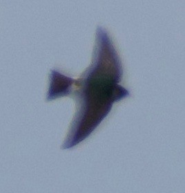 Violet-green Swallow - ML459326381