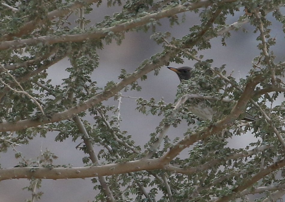 Black-throated Thrush - ML45932741