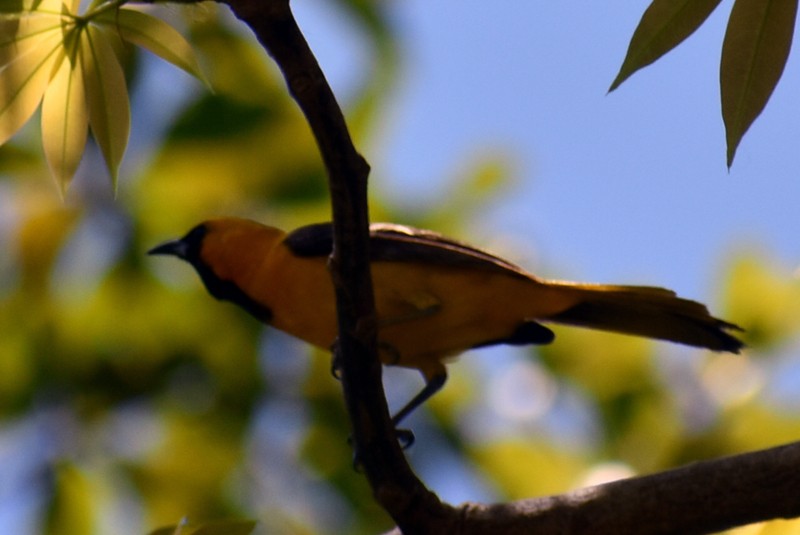 Oriole masqué - ML459328301