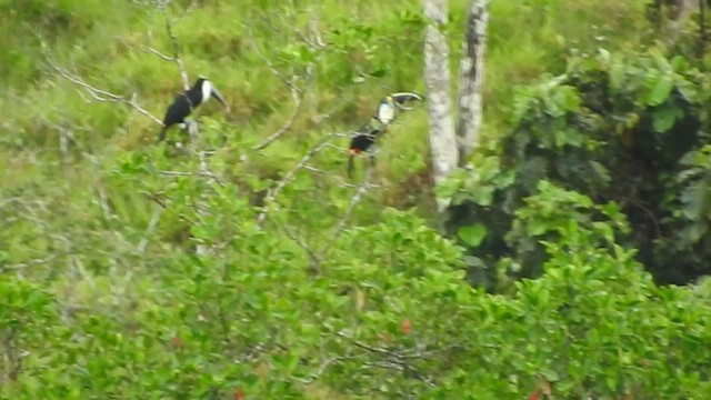 Toucan à bec rouge - ML459329381