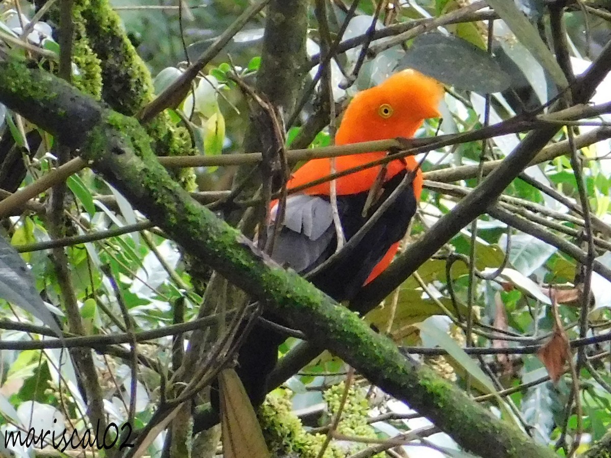 Andean Cock-of-the-rock - ML459330921