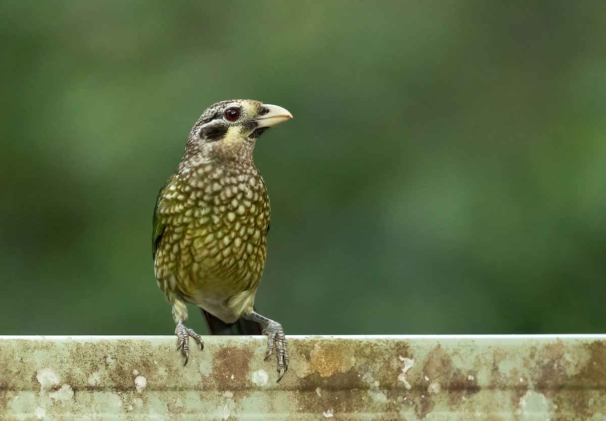 Spotted Catbird - David Irving