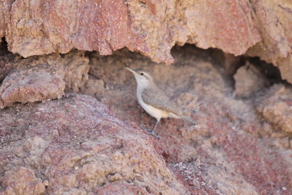 Rock Wren - Bayard Nicklow