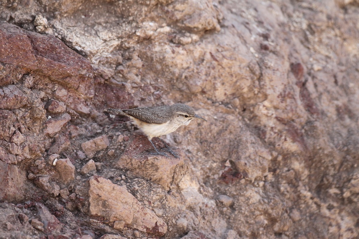 Troglodyte des rochers - ML459334381