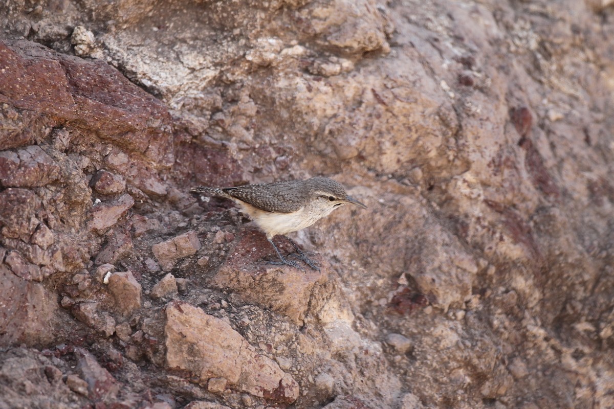 Rock Wren - ML459334391