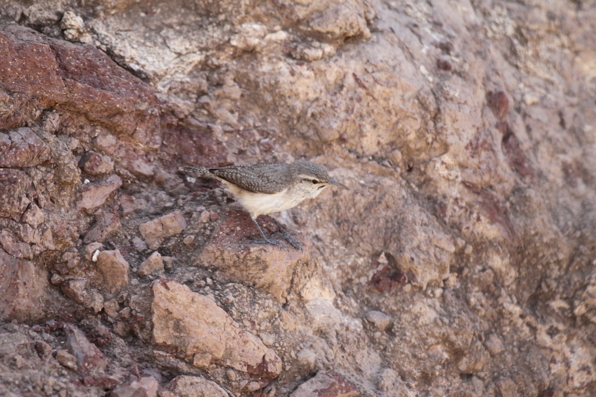 Troglodyte des rochers - ML459334441