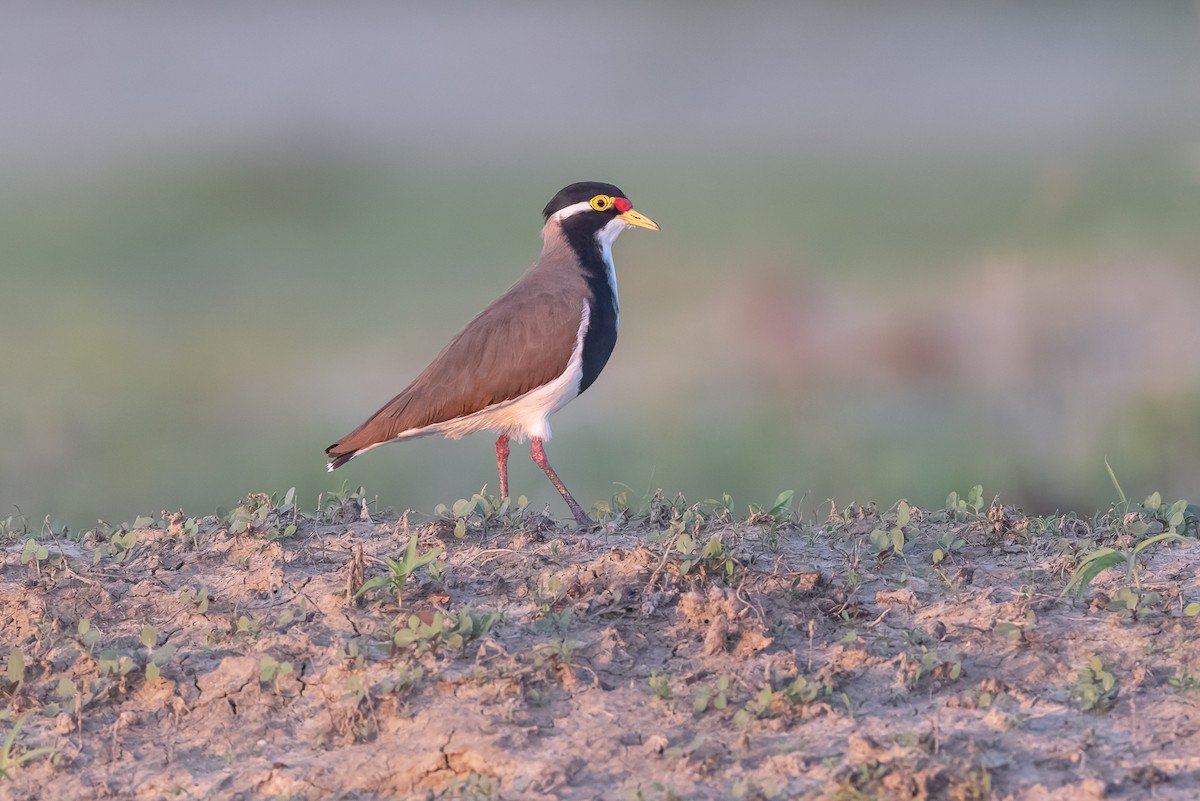 Banded Lapwing - ML459334671
