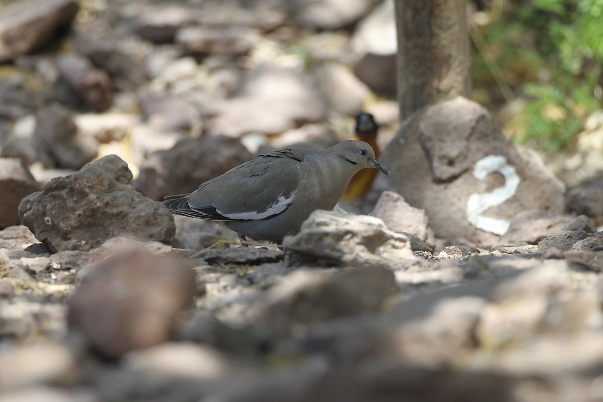 White-winged Dove - ML459335351