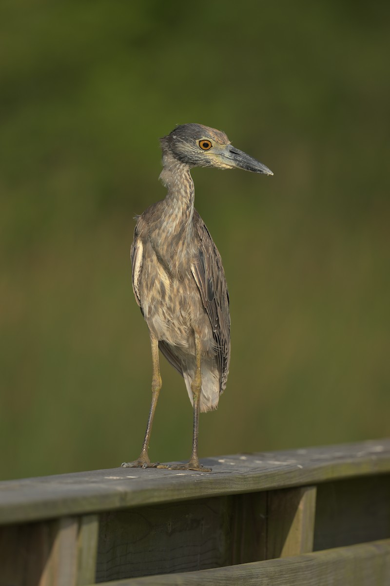 Yellow-crowned Night Heron - Harlan Stewart