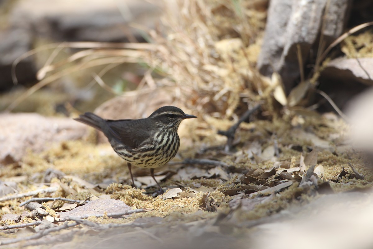 Northern Waterthrush - ML459335701