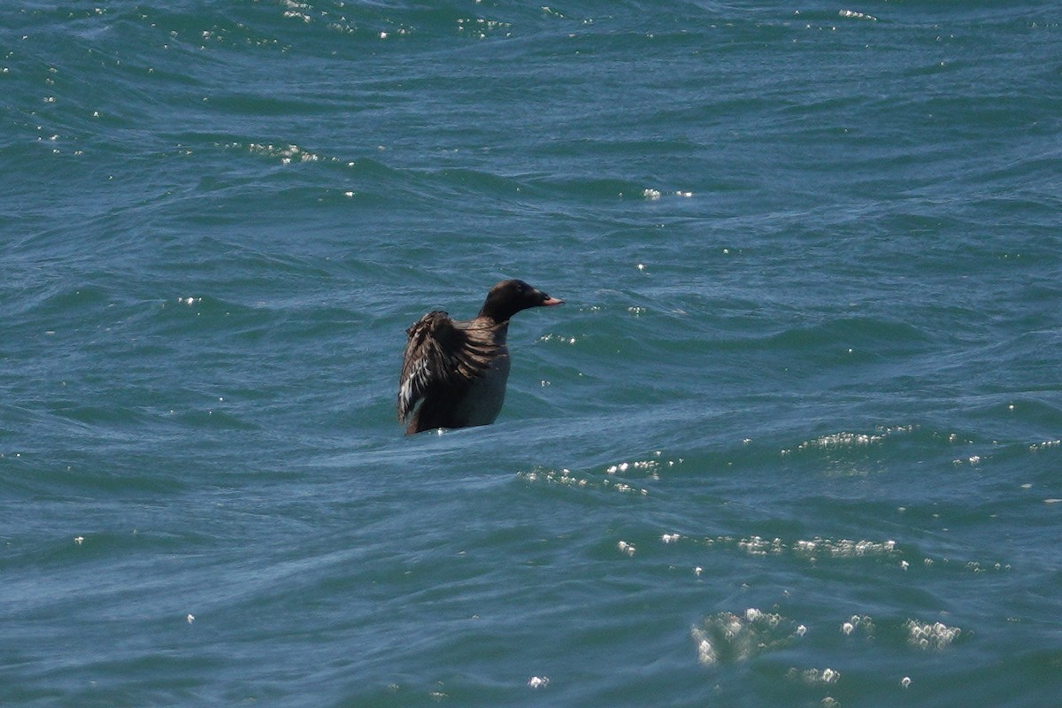 White-winged Scoter - George Cummins