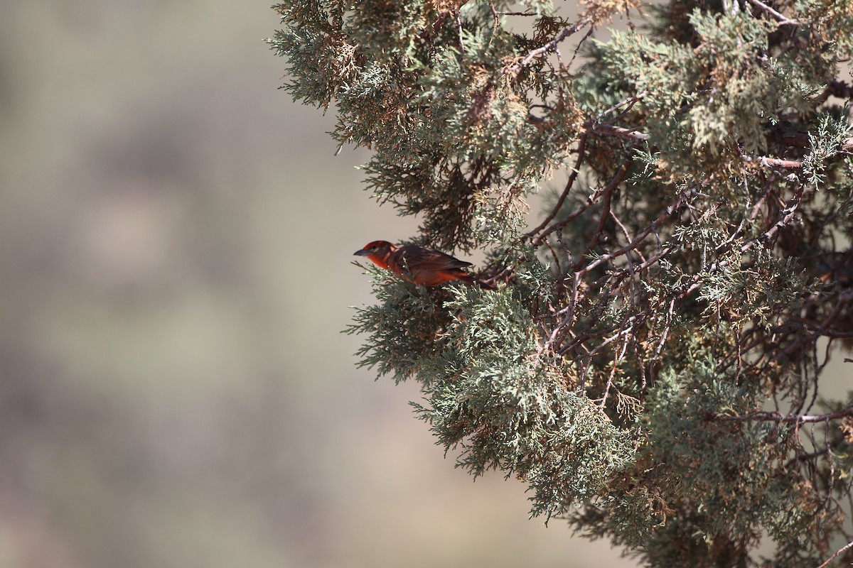 Hepatic Tanager - ML459336191