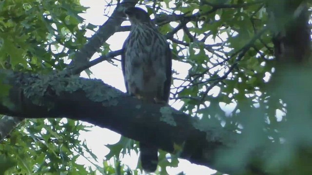 Cooper's Hawk - ML459336601