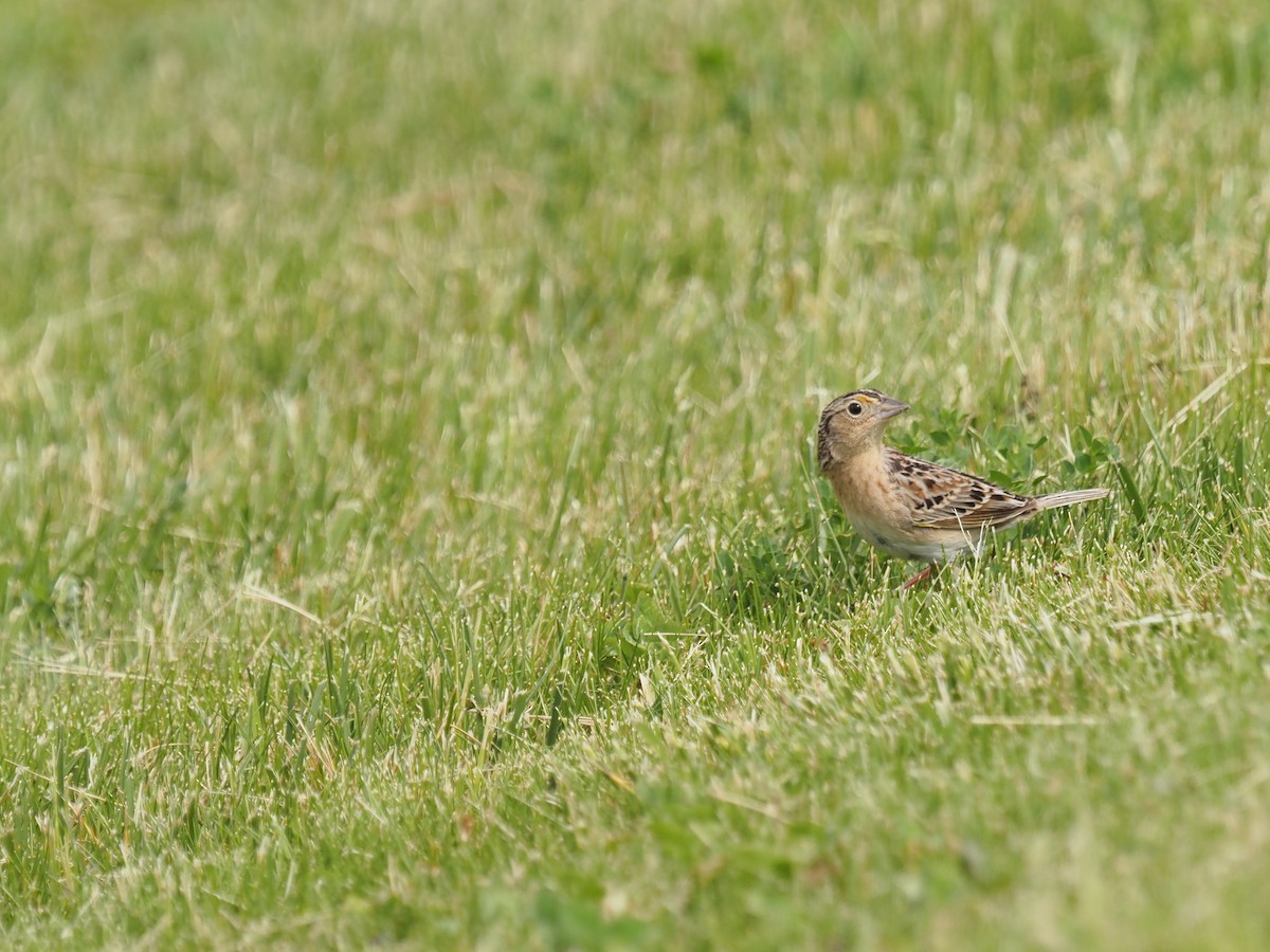 Grasshopper Sparrow - ML459336631