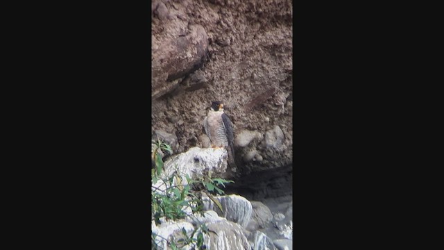 Peregrine Falcon (South American) - ML459337361