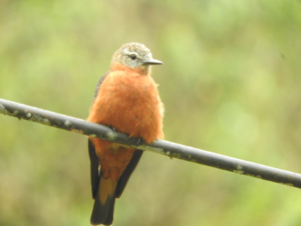 Cliff Flycatcher - ML459338291