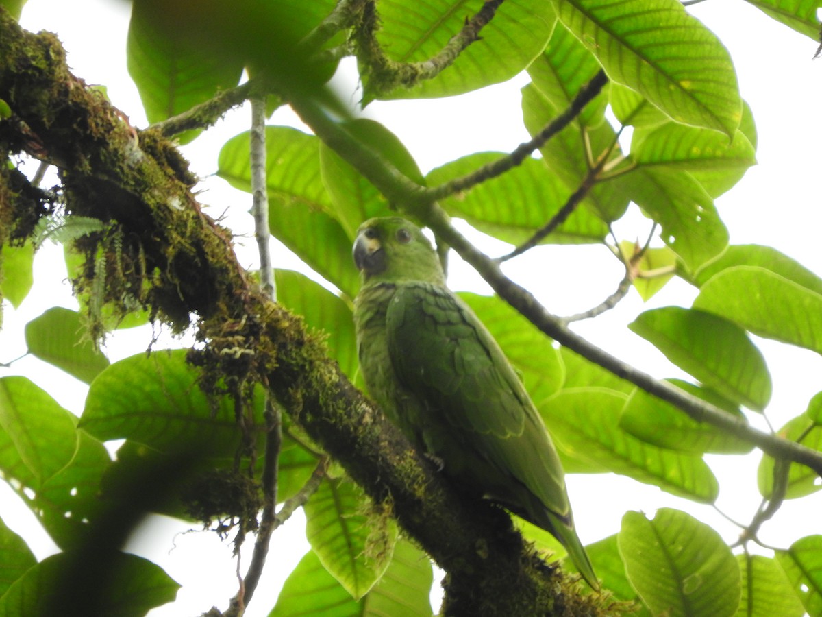 Scaly-naped Parrot - ML459338451