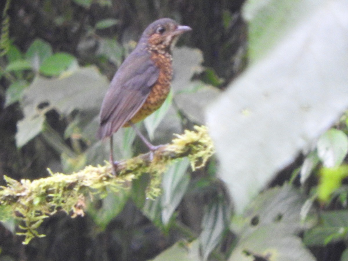 Undulated Antpitta - ML459338561