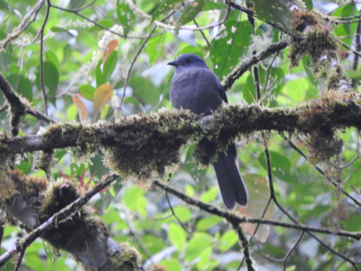 Dusky Piha - ML459339031