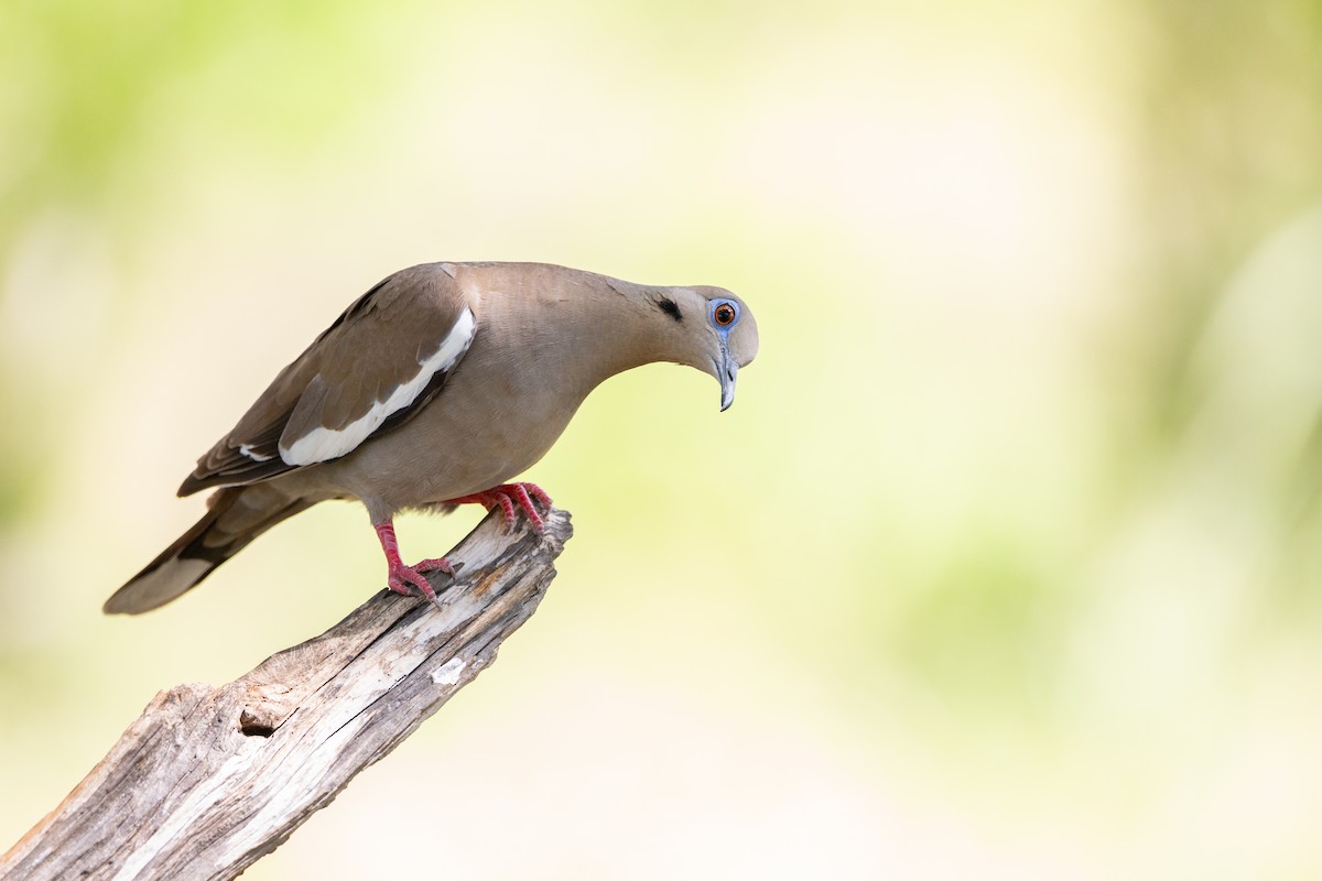 White-winged Dove - Jonathan Taffet