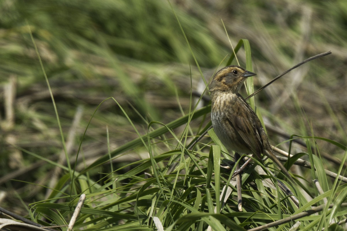 Nelson's Sparrow - ML459344011