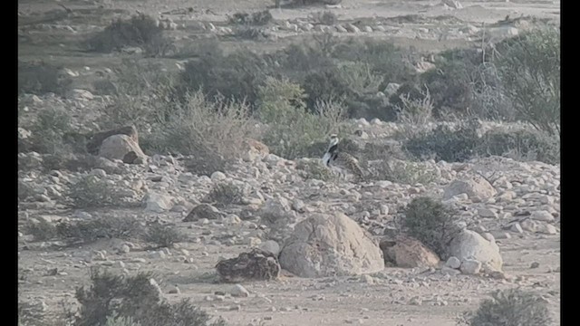 Macqueen's Bustard - ML459344171