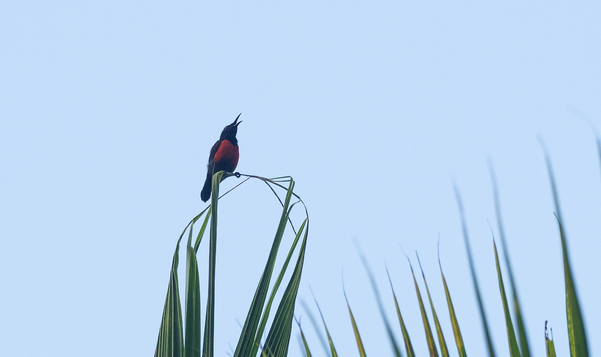 Purple-throated Sunbird (Purple-throated) - ML459344311