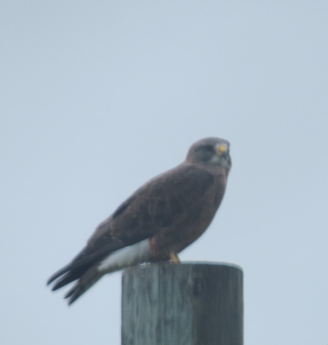 Swainson's Hawk - ML459344511